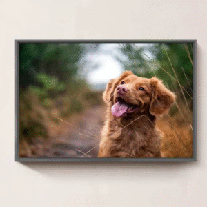 Pet Canvas Wall Art