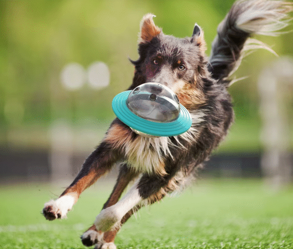 Food-Dispensing Ball